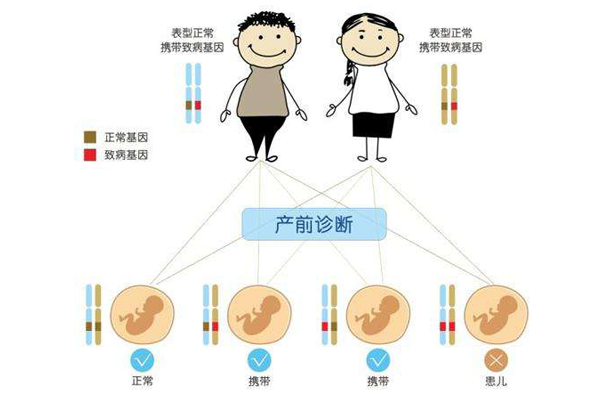 为什么遗传正常的父母做泰国试管也建议选择PGD