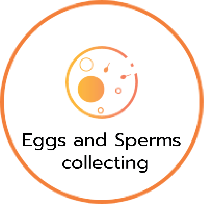 泰国试管婴儿取卵受精