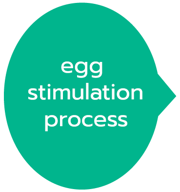 egg stimulation process